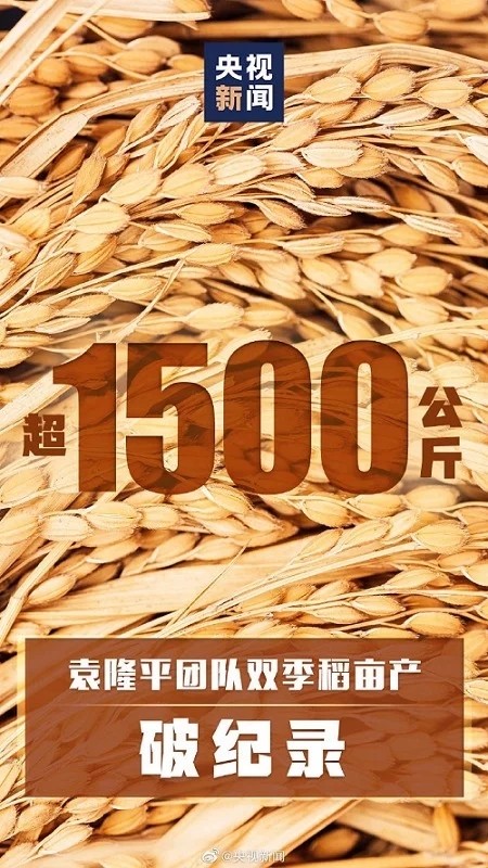 袁隆平團(tuán)隊(duì)雙季稻畝產(chǎn)超過3000斤