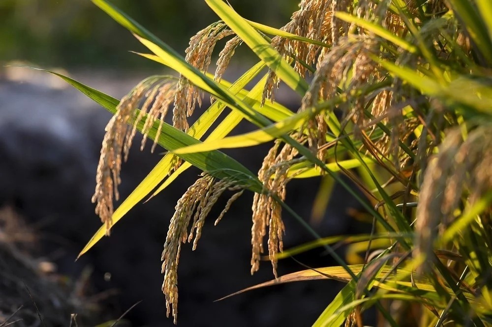 袁隆平團(tuán)隊(duì)雙季稻畝產(chǎn)超過3000斤