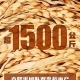 袁隆平哭了！雙季稻畝產(chǎn)超過3000斤